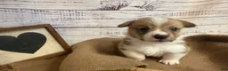 Welsh Corgi Pembroke dogs for sale: Welsh Corgi Pembroke 3 - Ad 3