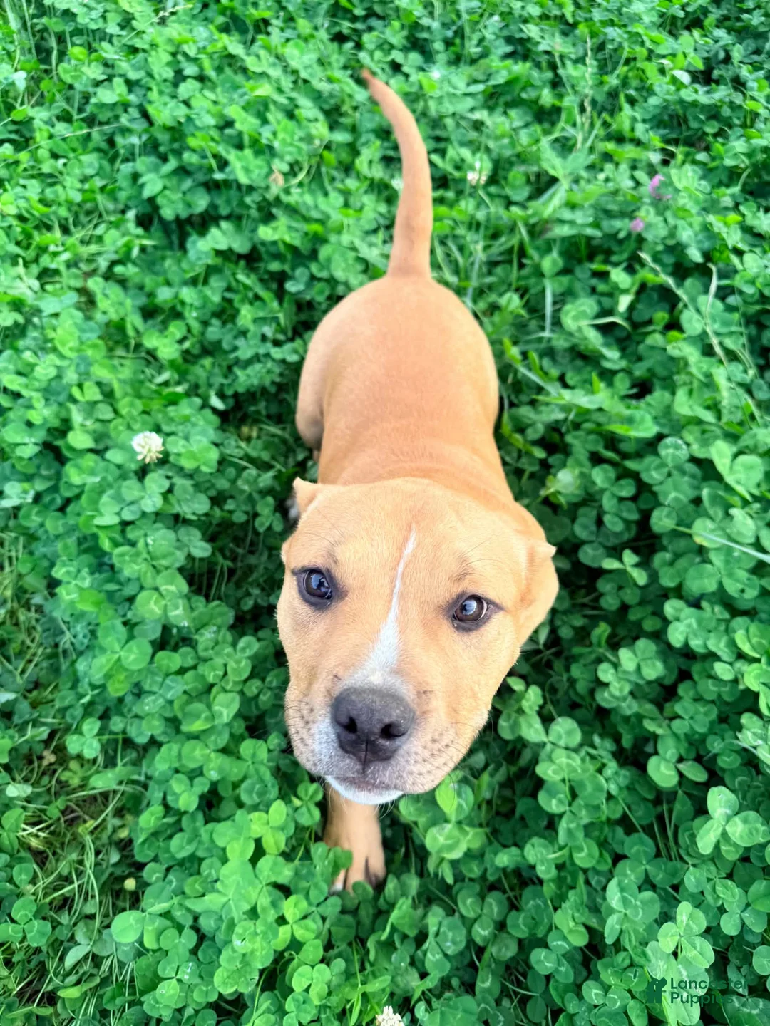 American Bully dogs for sale: Polo - Ad 2