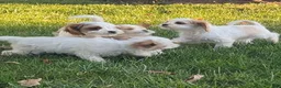 Cavapoo dogs for sale: Mr Colby - Ad 23