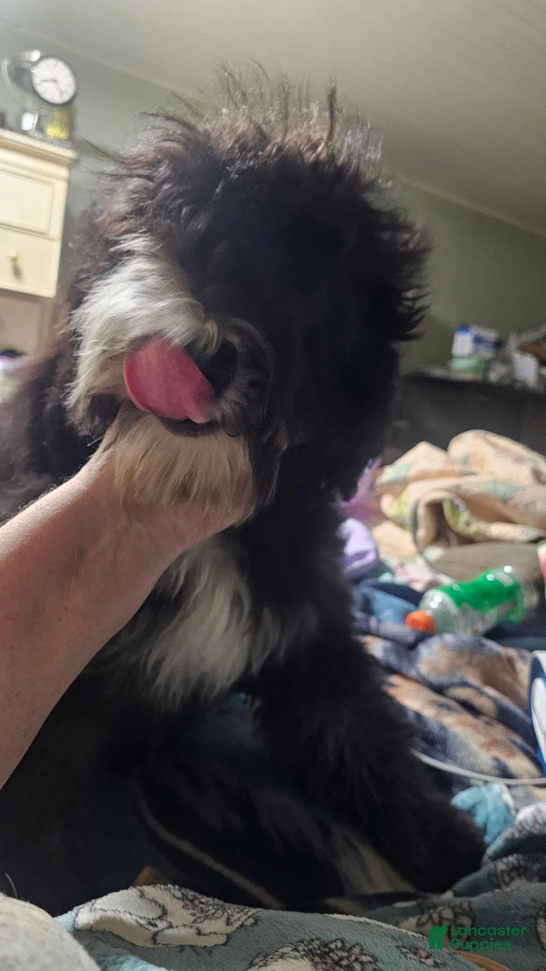 Sheepadoodle dogs for sale: Bella - Ad 7