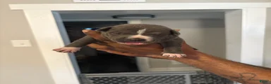 American Bully Puppy 4