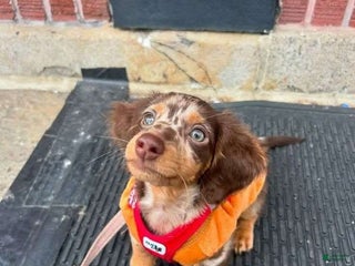 Dachshund dogs Bluey - Ad 1