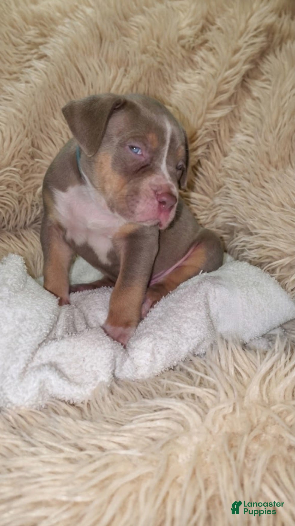 American Bully dogs for sale: BABY BLUE - Ad 2