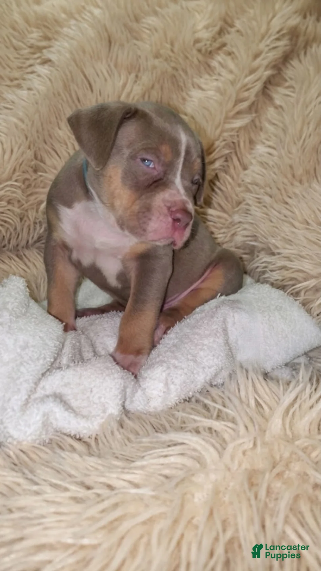 American Bully dogs for sale: BABY BLUE - Ad 2