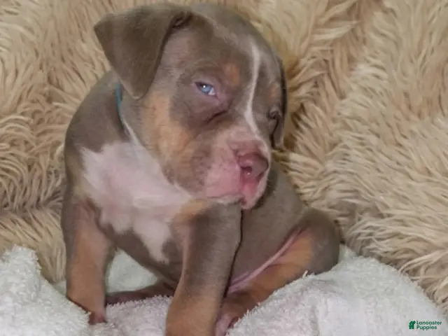 American Bully dogs for sale: BABY BLUE - Ad 2