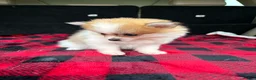 Pomeranian dogs for sale: Sally  - Ad 6