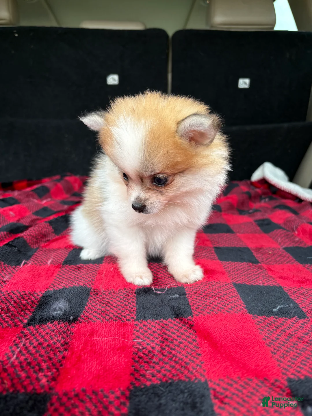 Pomeranian dogs for sale: Sally  - Ad 6