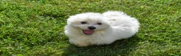 Maltese dogs for sale: Roscoe💙 - Ad 3