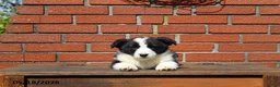 Mixed Breed dogs for sale: Cody - Ad 5