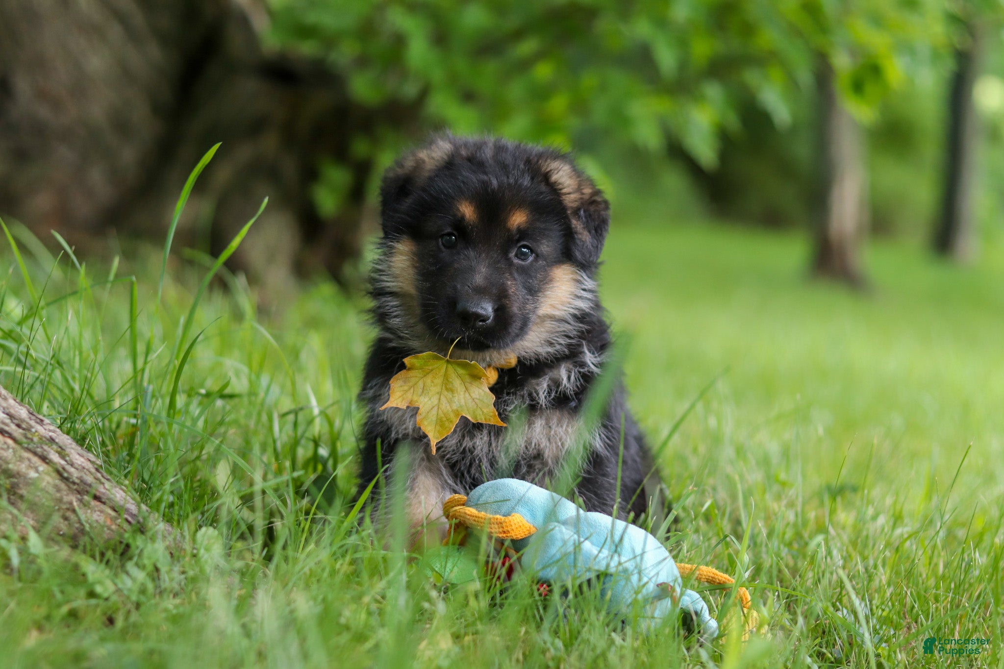 German Shepherd dogs German Shepherd 3 - Ad 1