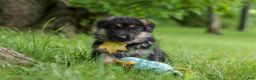 German Shepherd dogs for sale: German Shepherd 3 - Ad 1