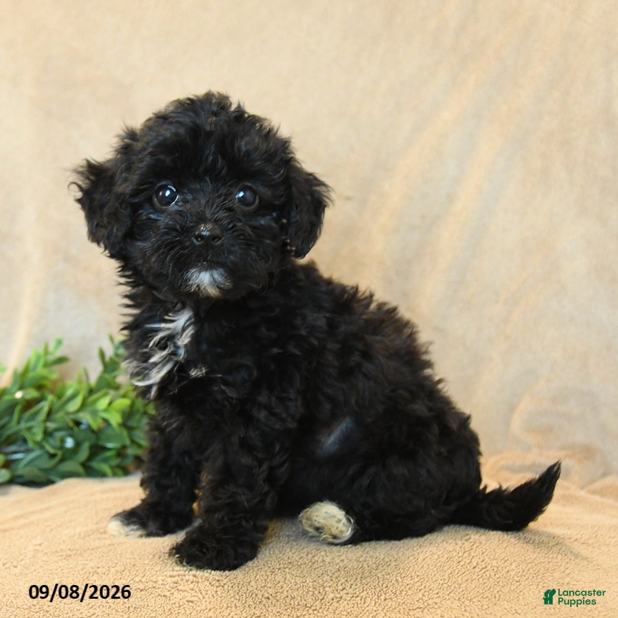 Havapoo dogs Peanut  - Ad 2