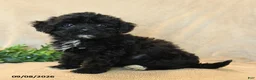 Havapoo dogs for sale: Peanut  - Ad 2