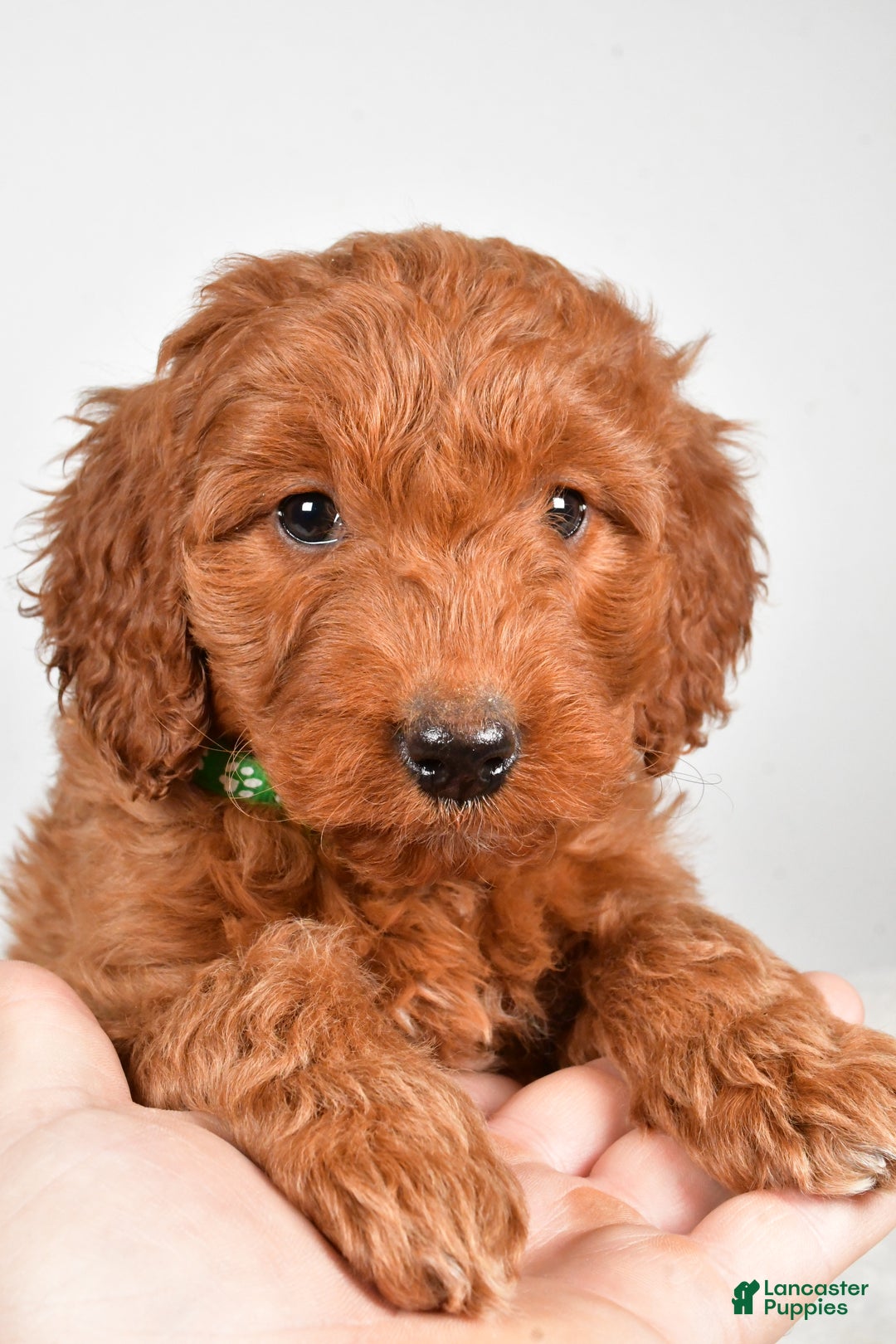 Goldendoodle dogs for sale: Page medium size - Ad 4