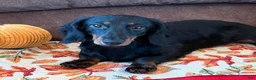 Miniature Dachshund dogs for sale: Gabe - Ad 2