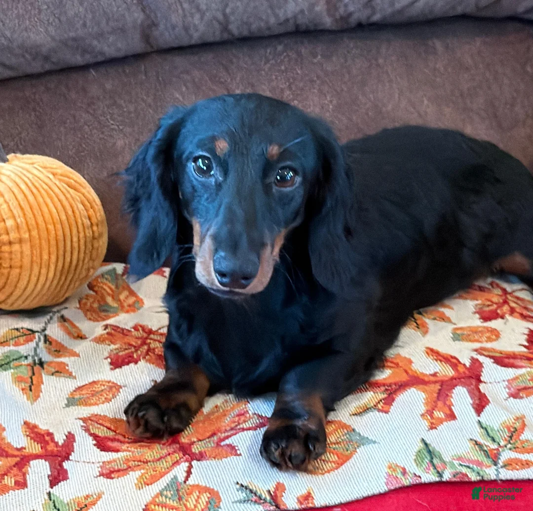 Miniature Dachshund dogs for sale: Gabe - Ad 2