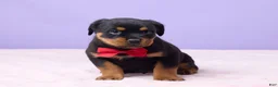Rottweiler dogs for sale: Isaac - Ad 1