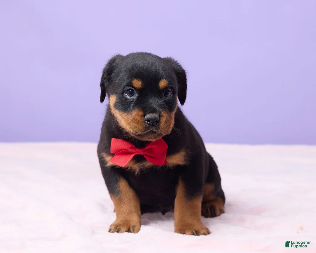Rottweiler dogs for sale: Isaac - Ad 1