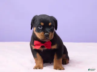 Rottweiler dogs Isaac - Ad 15