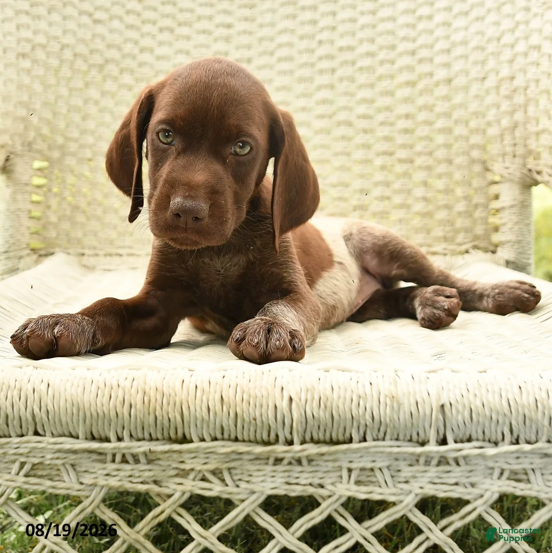 German Shorthaired Pointer dogs for sale: Helen - Ad 2