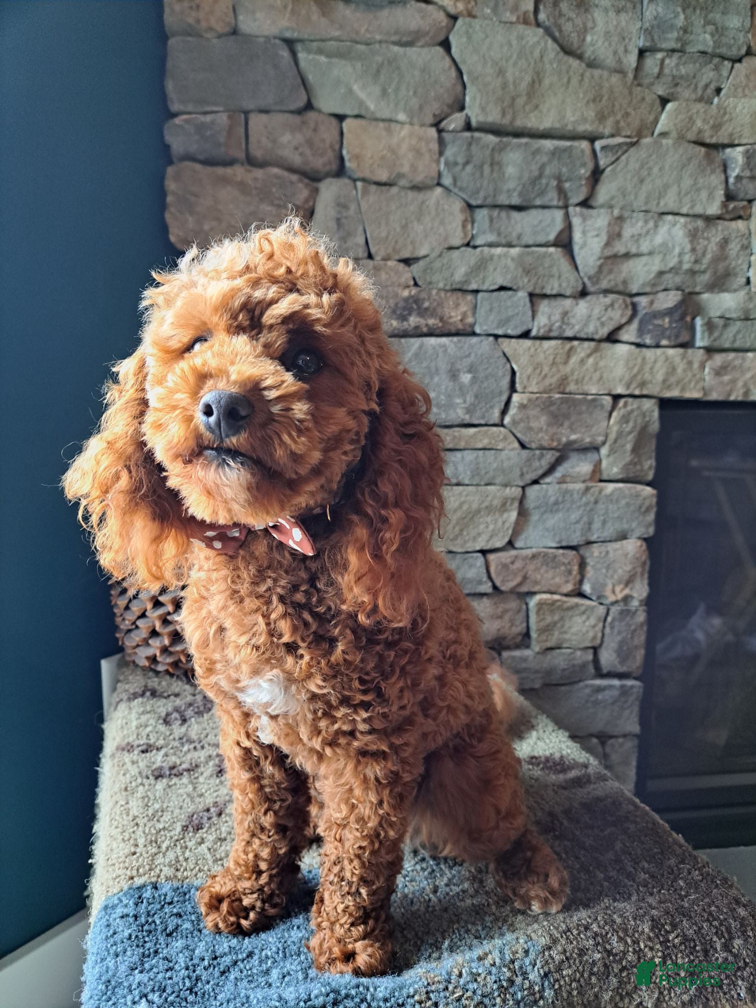 Miniature Poodle dogs Mini Poodle Stud Male FOR SALE - Ad 2