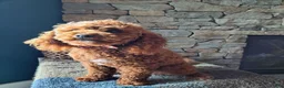 Miniature Poodle dogs for stud: Mini Poodle Stud Male FOR SALE - Ad 2