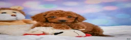 Cavapoo dogs for sale: Dixie - Ad 9