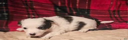 Chihuahua dogs for sale: Elmo - Ad 7