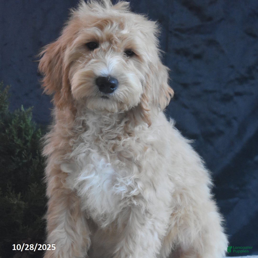 Goldendoodle dogs for sale: Gavin - Ad 3