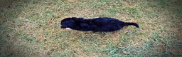 Havapoo dogs for sale: Kudos - Ad 8