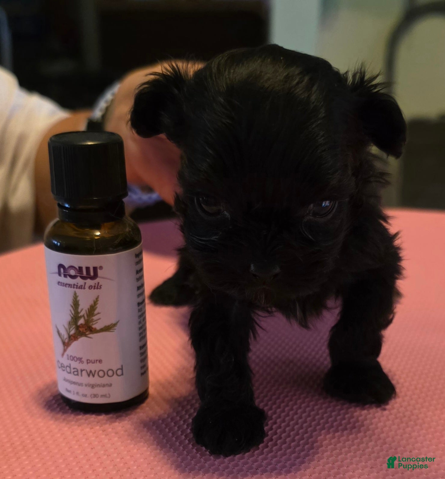 Shihpoo dogs Buster - Ad 1