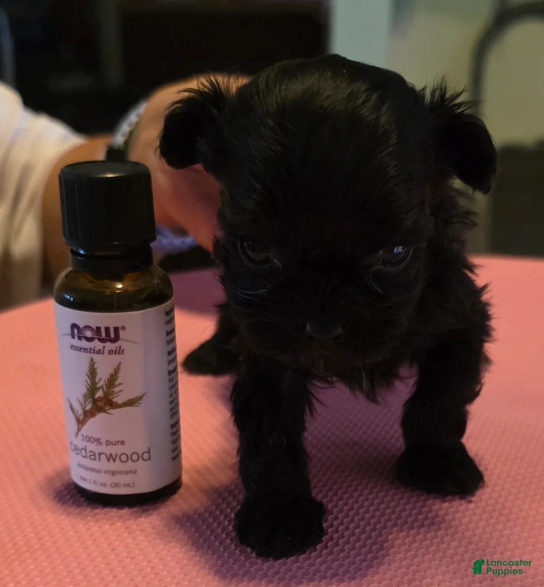 Shihpoo dogs for sale: Buster - Ad 1