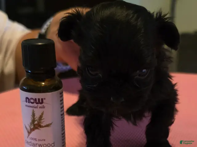 Shihpoo dogs for sale: Buster - Ad 1