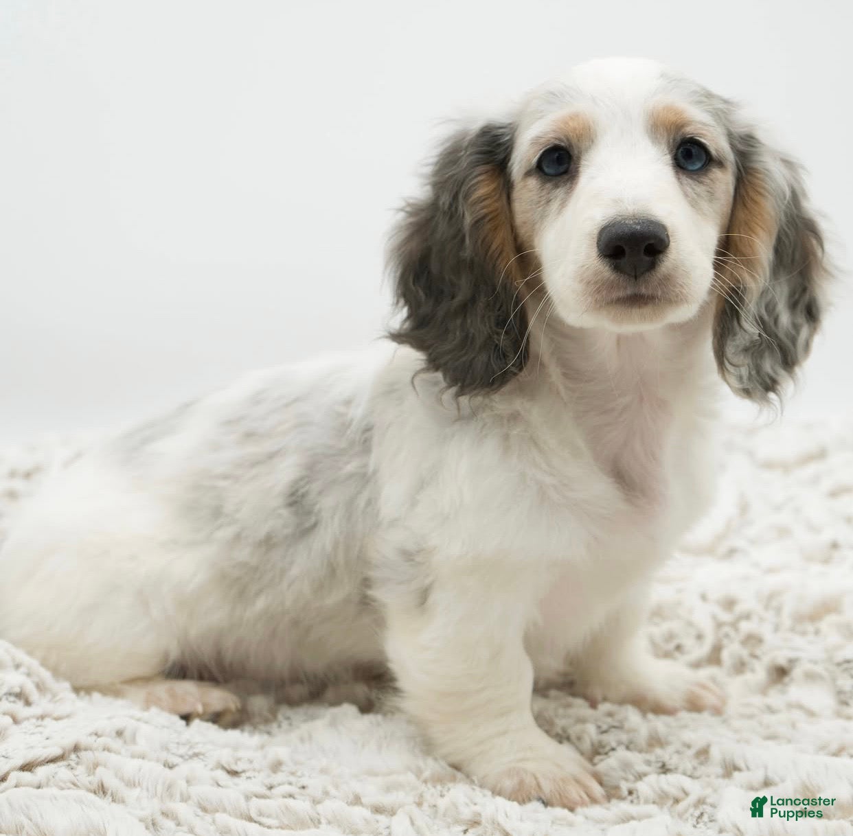 Dachshund dogs Dachshund Puppy 2 - Ad 32