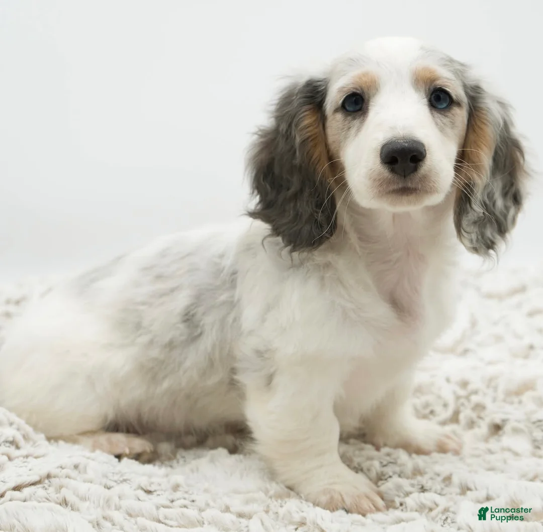 Dachshund dogs for sale: Dachshund Puppy 2 - Ad 1
