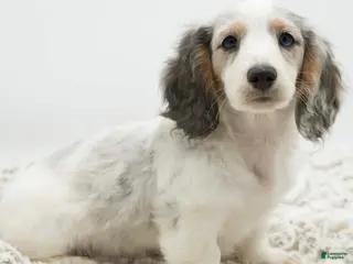 Dachshund dogs Dachshund Puppy 2 - Ad 32