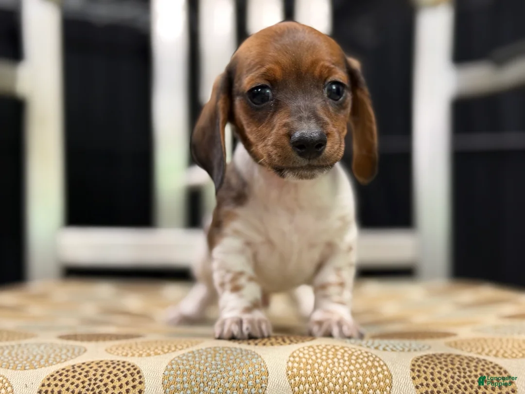 Miniature Dachshund dogs for sale: Shorty - Ad 1