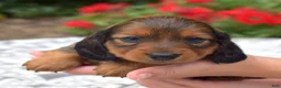 Miniature Dachshund dogs for sale: Nova - Ad 4