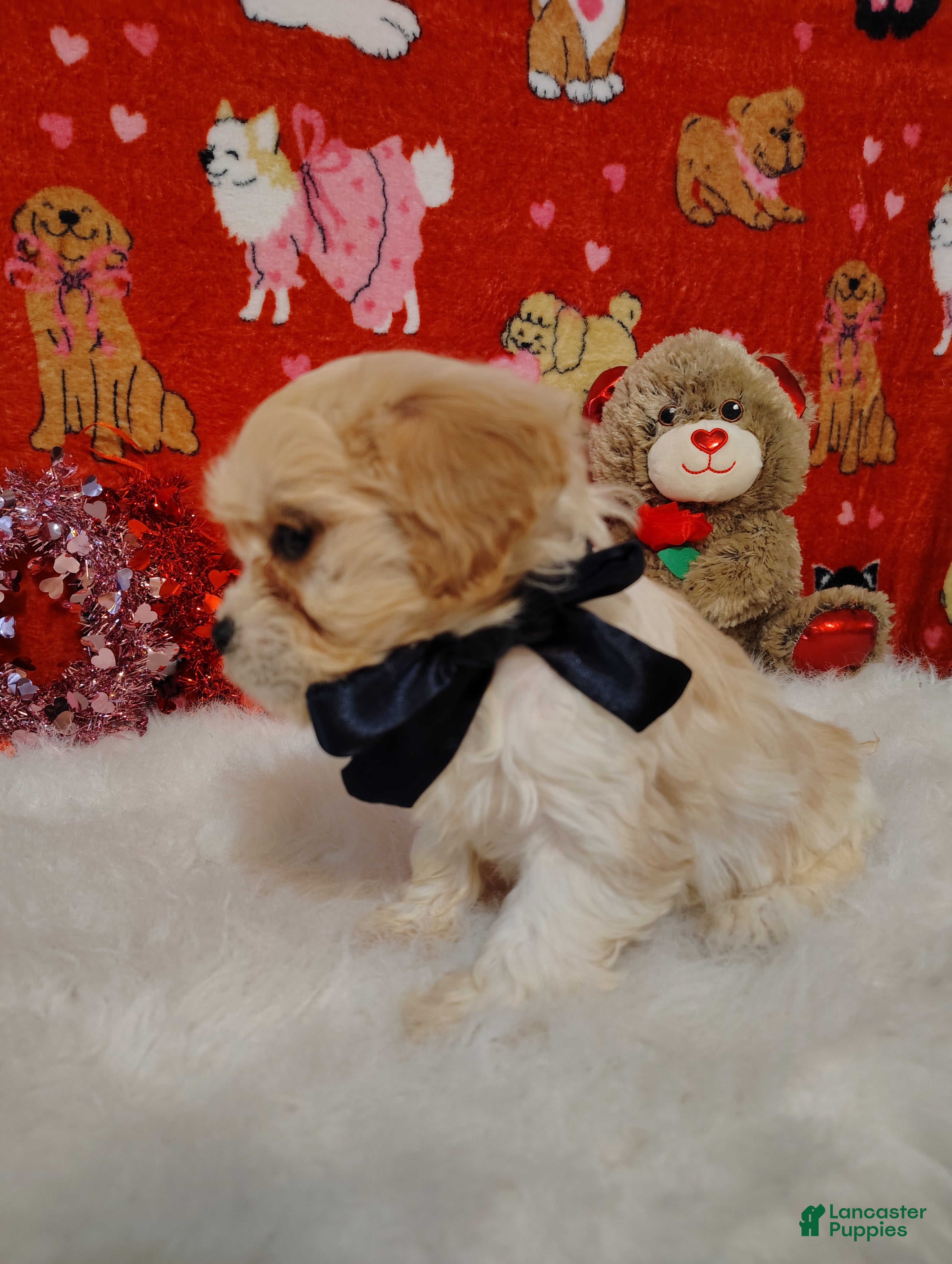 Cavapoo dogs Presley - Ad 2