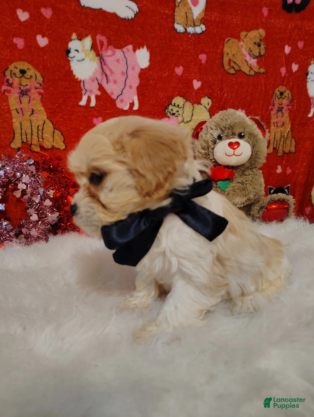 Cavapoo dogs for sale: Presley - Ad 2