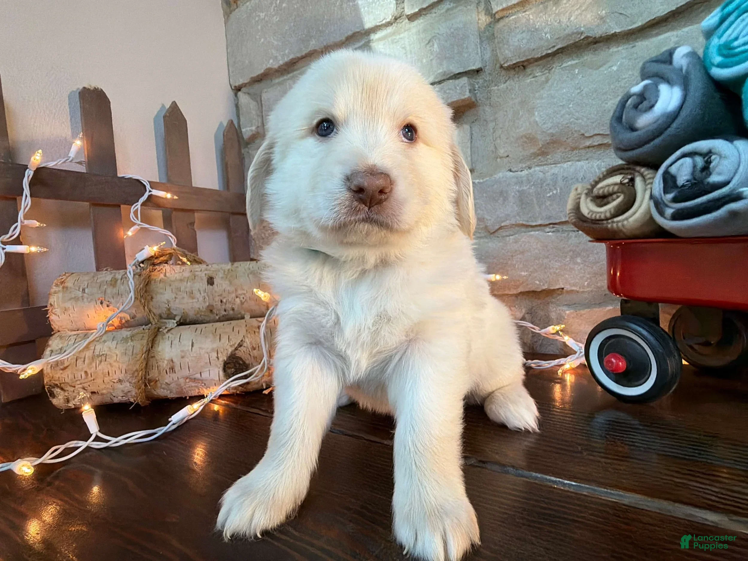 Mixed Breed dogs Gelato (Boy) - Ad 2