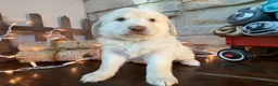 Mixed Breed dogs for sale: Gelato (Boy) - Ad 2