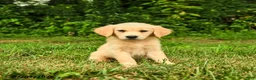Golden Retriever dogs for sale: Mikayla - Ad 5