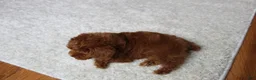 Toy Poodle dogs for sale: Maxwell - Ad 10