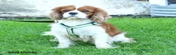 Cavalier King Charles Spaniel dogs for sale: Phoenix - Ad 6