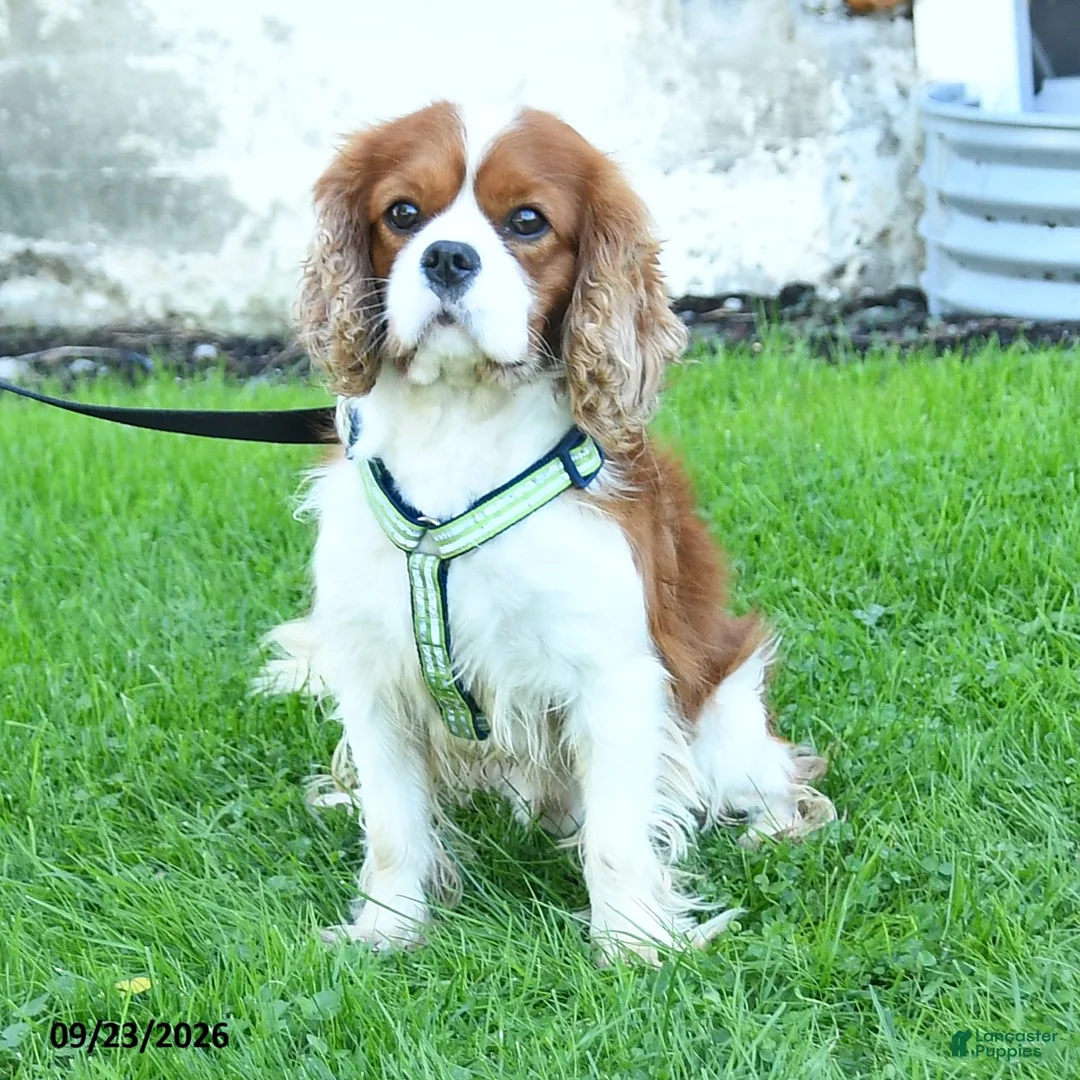 Cavalier King Charles Spaniel dogs for sale: Phoenix - Ad 6