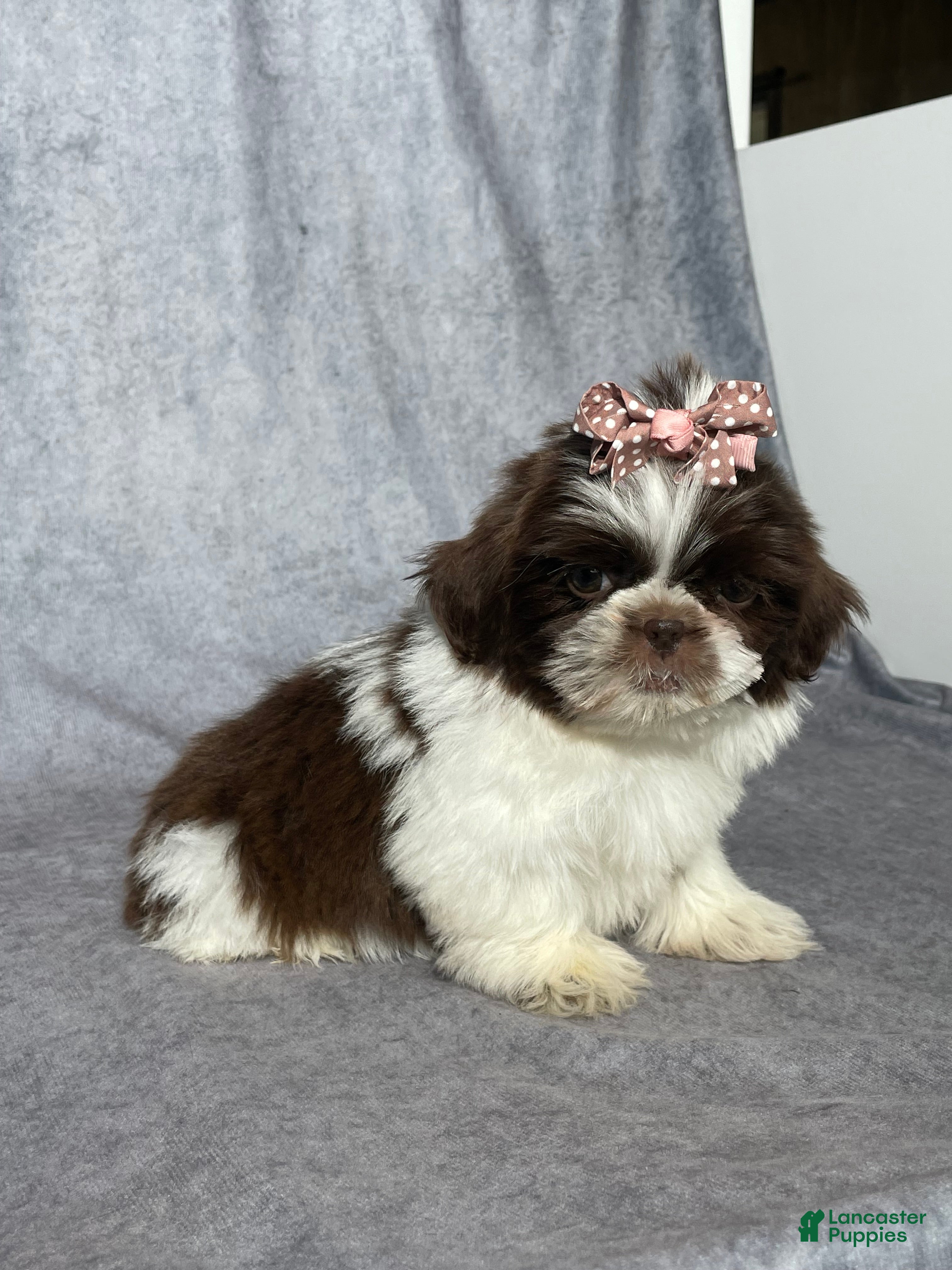 Shih Tzu dogs Valerie  - Ad 2