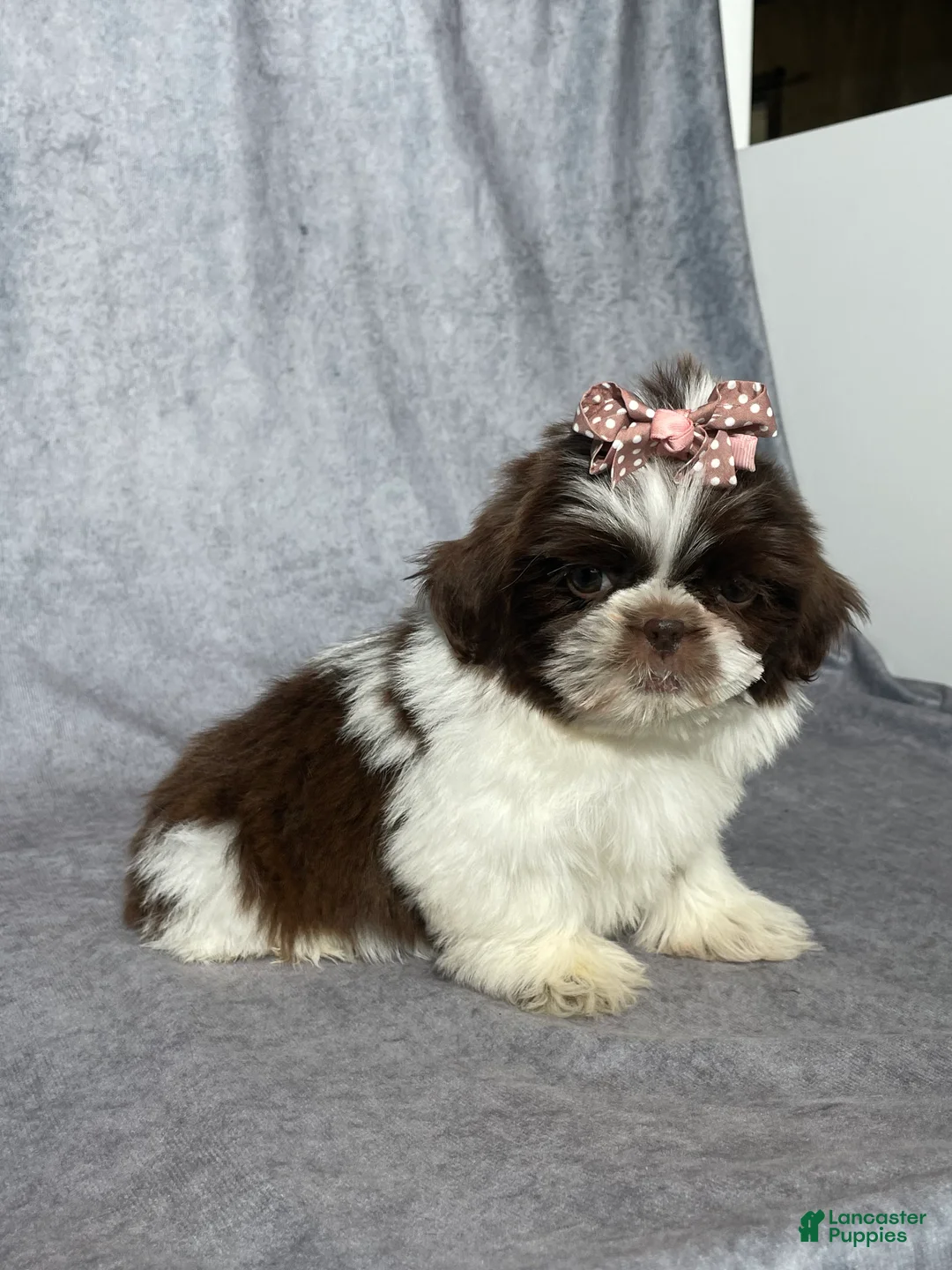 Shih Tzu dogs for sale: Valerie  - Ad 2