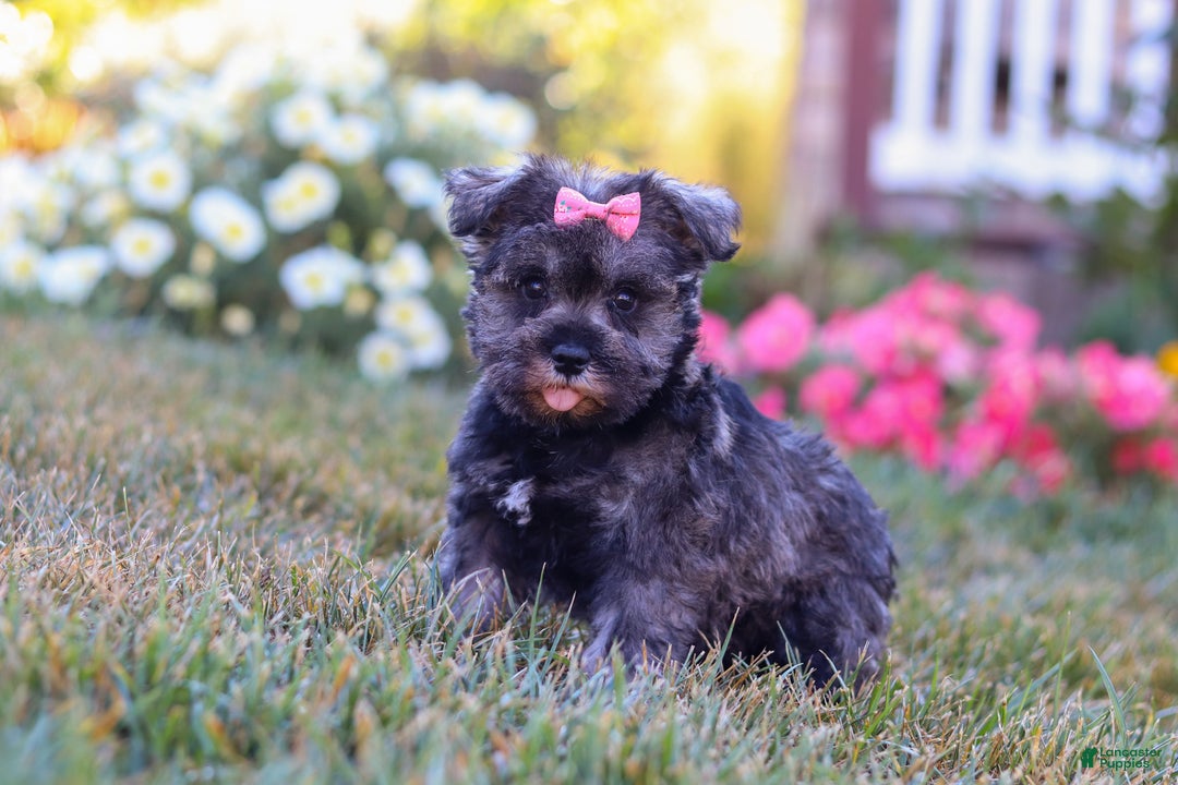 Miniature Schnauzer dogs for sale: Millie - Ad 6