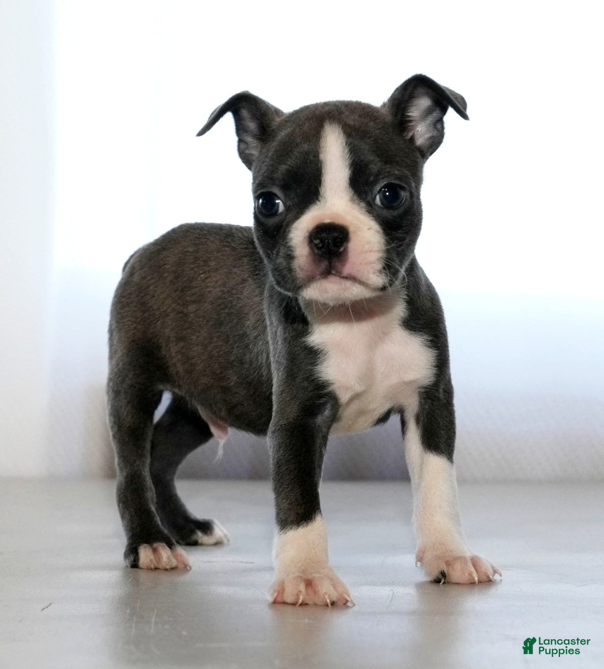 Miniature Female Bull Terrier For Sale English Working Bull